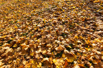 maple foliage in autumn leaf fall