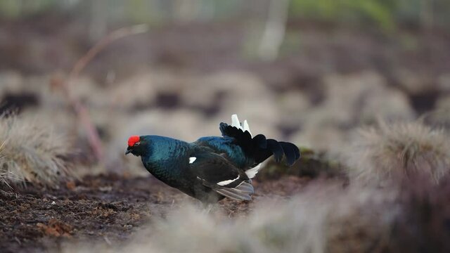 Black Grouse on spring bog ready for fighting, lekking. Spring colors of moors with black grouse, blackcock. Male Black Grouse lek game at sunrise. Lyrurus tetrix lekking in Estonia, Saaremaa swamp