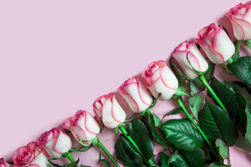 fresh roses lie on a pink background, postcard greeting. High quality photo