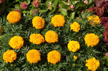yellow flowers in the garden