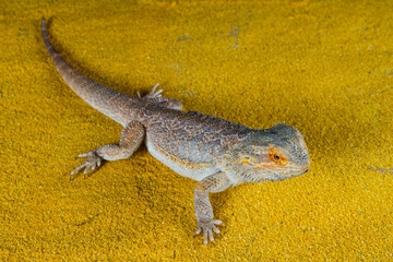 Portrait of an exotic bearded agama lizard