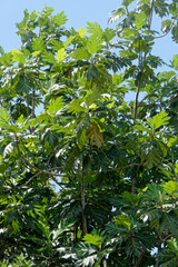 Feuillage de l'Arbre à pain en Guyane française