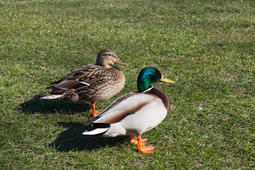 waterfowl ducks in spring or summer