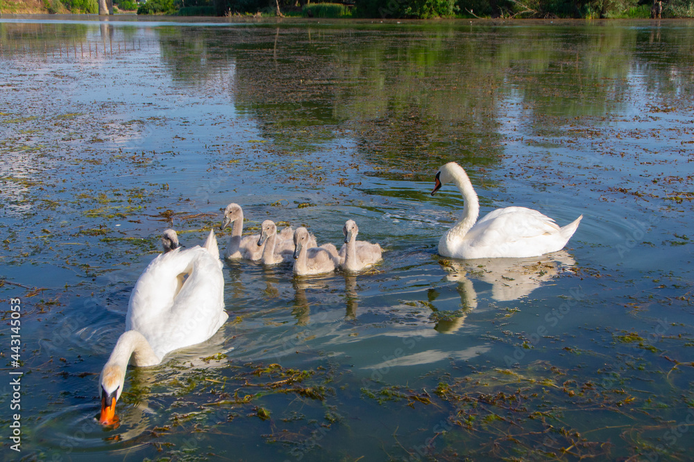 Wall mural swans with their young