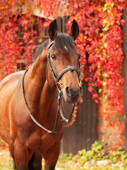 portrait of beautiful  bay Trakehner  breed stallion posing against stable building with red leaves bush. autumn time