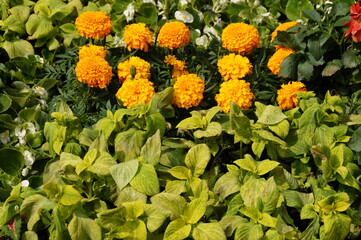 yellow flowers