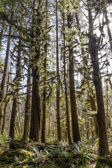 Fototapeta premium The sun shining through the temperate rainforest of the Hoh rainforest in Olympic National Park