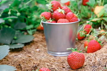 Red ripe juicy strawberries in a metal bucket in a mulched garden. Harvesting organic berries concept.