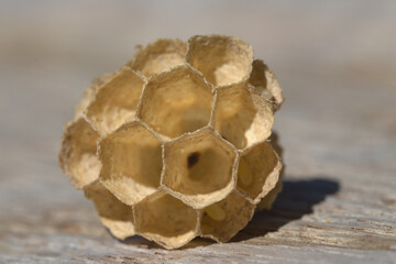 Small paper wasp nest, shown in super macro perspective. Disused