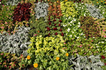Fototapeta premium plants in the garden