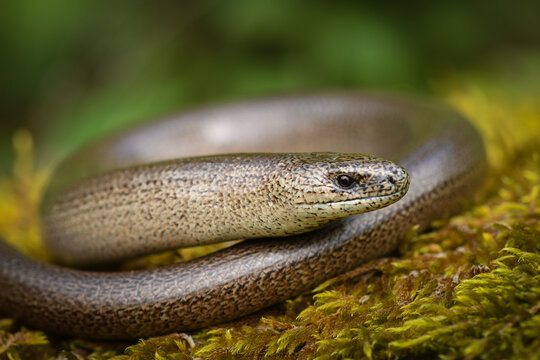 M&auml;nnliche Blindschleiche - Anguis fragilis - Male slow worm