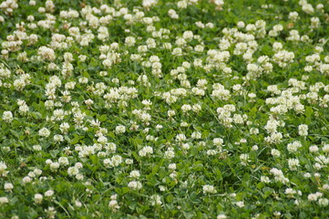 Obraz na płótnie Canvas field of white flowers