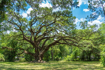 Large southern live oak tree (Quercus virginiana) estimated to be over 300 years old - Dade...