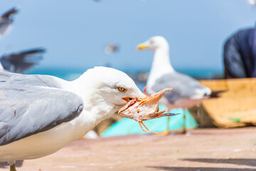 Seagull eating its seafood in the beach of Essaouira, Morocco