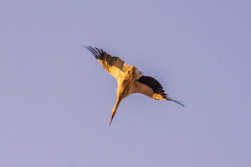 A great stork flying in the skies of Marrakech, Morocco