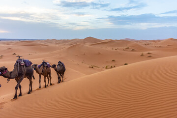 Beautiful landscape of the dunes of the Sahara Desert at dusk, Merzouga, morocco
