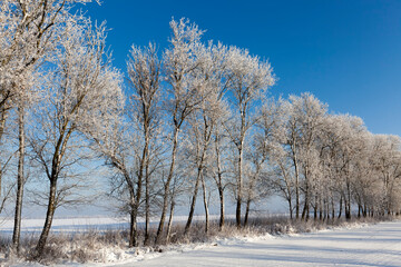 frosty winter after snowfall with bare deciduous trees