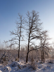 winter season with snow in the park or forest