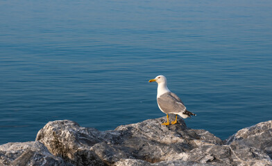 seagull standing on the rock, on the sea shore
