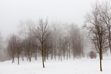 trees in winter in haze
