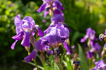Flowers in the garden. Purple toffee.