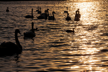 swimming at dawn of the sun group Swans