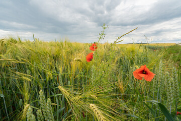 poppies close-ups in the rye field