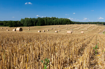 stacks of their wheat straw