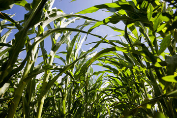 a sunlit agricultural field with green sweet corn