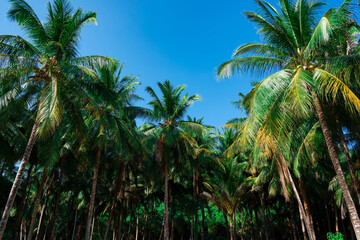 Fototapeta na wymiar dense palm grove against the blue sky. tropical island. Ko Rang Yai, Thailand