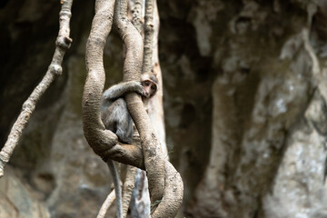 little monkey sitting on a liana