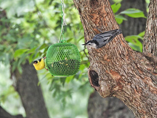 Birds on a Feeder: An American goldfinch and a white breasted nuthatch eat sunflower seeds from the...