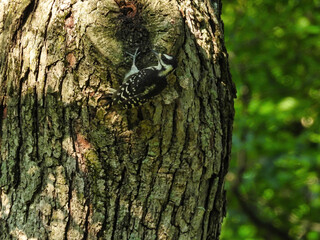 Downy Woodpecker on Tree Trunk: A downy woodpecker bird hangs onto a knot on a tree trunk in the midst of a forest