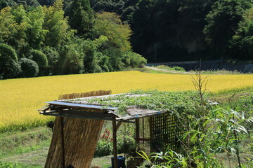 Fototapeta na wymiar 黄色く色づいた日本の稲穂