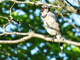 Bird Singing On a Branch: A bluejay bird sings a song while perched on a tree branch on a summer morning