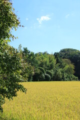 日本に原風景　黄色く色づいた稲穂と里の秋