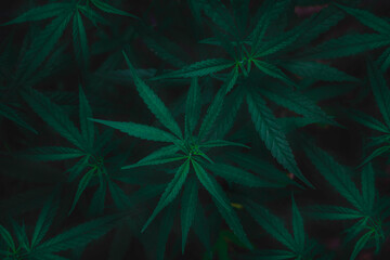 Top view Cannabis leaves of a plant on a dark background.Green leaves color tone dark in the morning. Cannabis Texture,environment, Marijuana Leaf.photo concept fresh and cannabis plant growing.