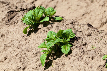 varieties of potato plants