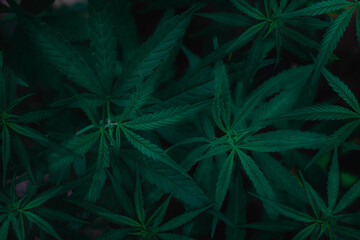 Top view Cannabis leaves of a plant on a dark background.Green leaves color tone dark in the...