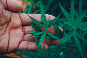 Top view hand touching is Cannabis leaves of a plant on a dark background.Green leaves color tone...