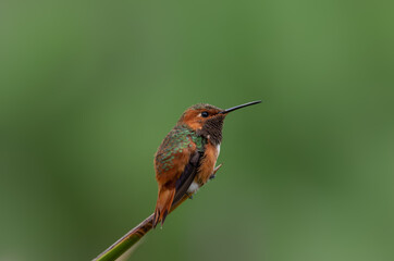 Beautiful male Allen's hummingbird perched, side view.
