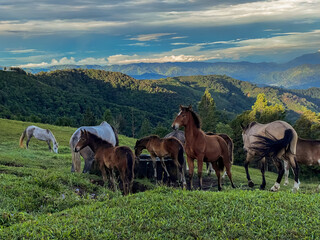 Fototapeta na wymiar Beautiful Horses in the great green fields of Costa Rica Near the Green energy wind mills
