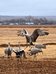 majestic sandhill Crane coming in in for a landing amongst other cranes in a corn field in their winter habitat of bernardo state wildlife refuge near socorro, New Mexico
