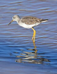 a greater yellowlegs shorebird foraging in a pond in the bosque del apache national wildlife refuge near socorro, new mexico