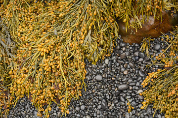 knotted wrack seaweed and lava pebbles on the beach in snaelfellnes, iceland © Nina