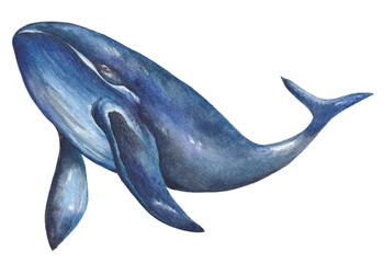 Blue whale, humpback whale. Watercolor illustration. Underwater fauna.
Watercolor illustration of a blue whale isolated on a white background. Realistic underwater animals. 