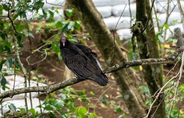 Close up view of a the turkey vulture or Zopilote, a Scavenger bird