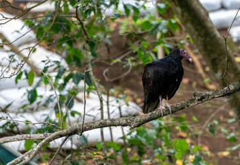 Close up view of a the turkey vulture or Zopilote, a Scavenger bird