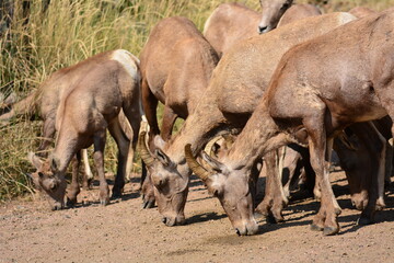 bighorn sheep ewes and lambs licking the soil for salt  in waterton canyon,  Littleton, colorado