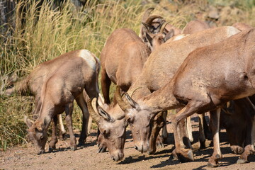 bighorn sheep ewes and lambs licking the soil for salt  in waterton canyon,  Littleton, colorado